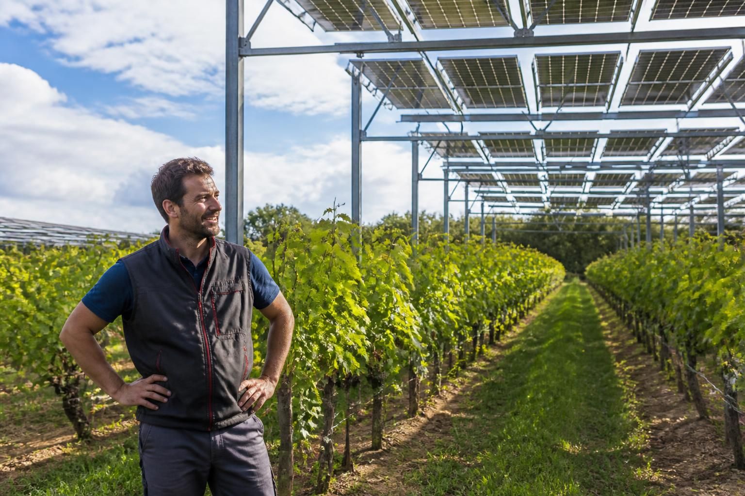 découvrez comment l'agrivoltaïsme séduit les vignerons en combinant culture de la vigne et production d'énergie solaire pour relever les défis climatiques et assurer un avenir durable.