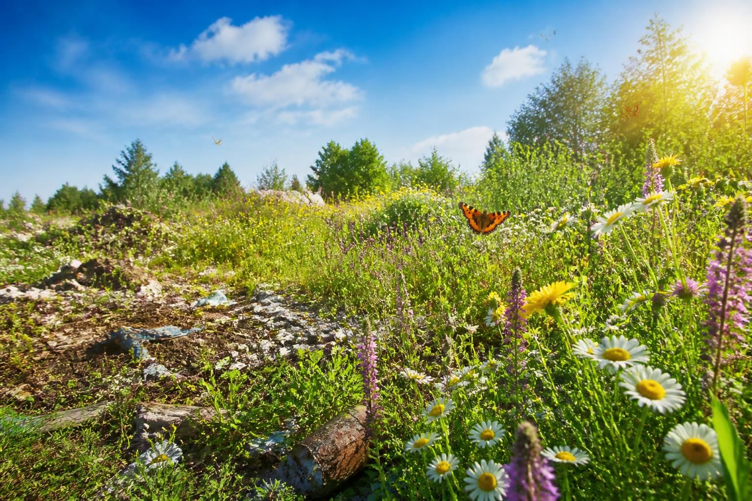 découvrez la transformation rapide et spectaculaire d'une ancienne déchetterie en un luxuriant champ verdoyant, symbole de rénovation écologique et de renouveau durable.